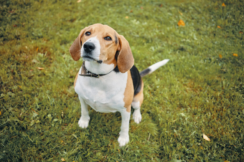 cute beagle dog playing on green grass